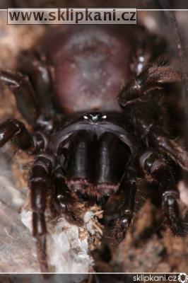 Atypus-muralis