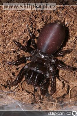 Atypus_muralis