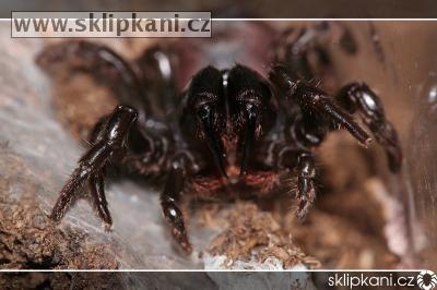 Atypus_muralis