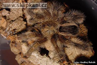 Avicularia_aurantiaca