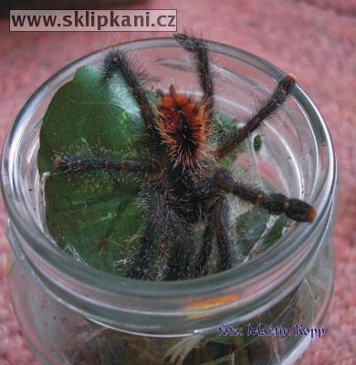 Avicularia_azuraklaasi