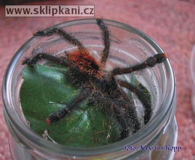 Avicularia_azuraklaasi