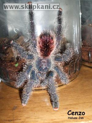 Avicularia_azuraklaasi