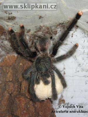 Avicularia_azuraklaasi