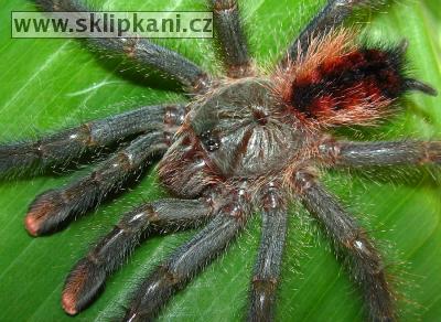 Avicularia_braunshauseni