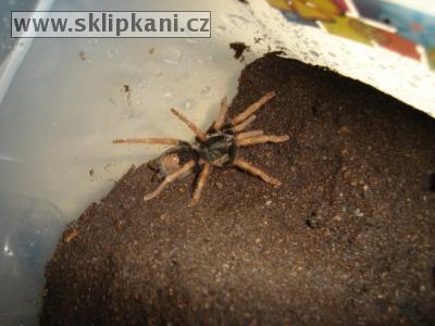 Avicularia_brunnipes