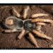 Avicularia brunnipes