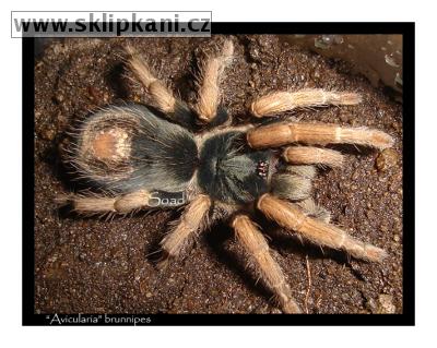 Avicularia_brunnipes