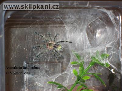 Avicularia_fasciculata