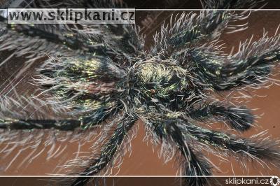 Avicularia_fasciculata