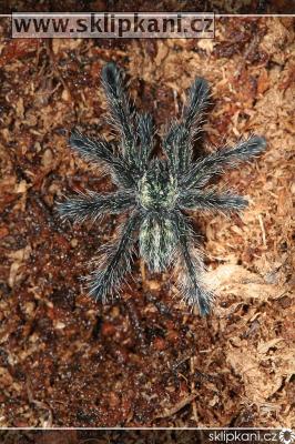 Avicularia-fasciculata