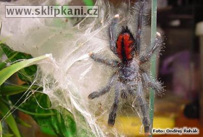 Avicularia_geroldi