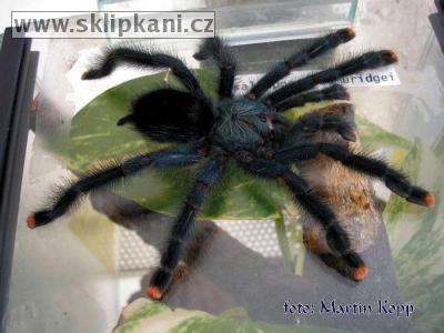 Avicularia-geroldi