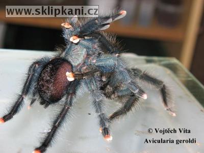 Avicularia-geroldi