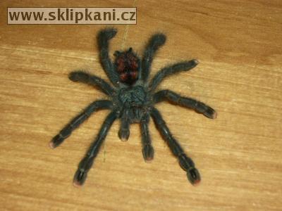 Avicularia_geroldi