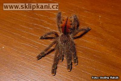 Avicularia_huriana