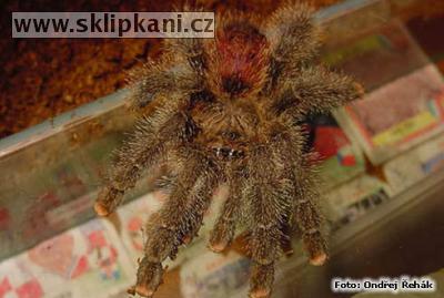 Avicularia_huriana