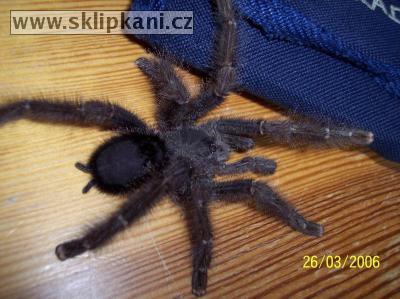 Avicularia_huriana