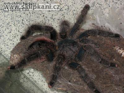 Avicularia_huriana