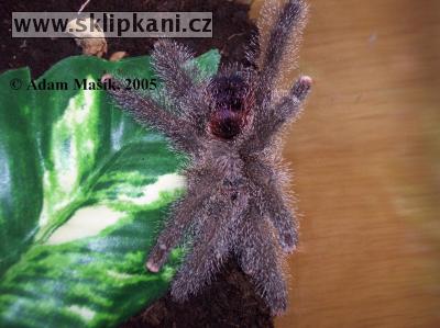 Avicularia-huriana