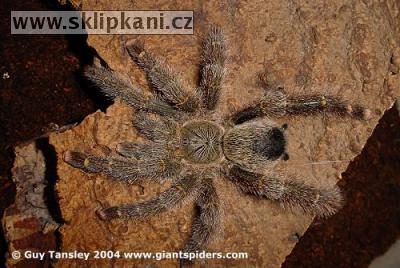 Avicularia-juruensis