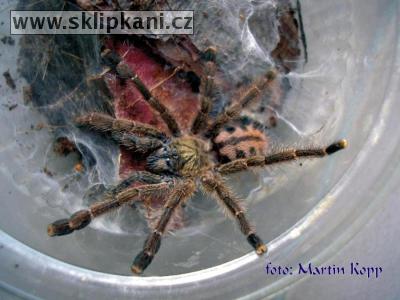 Avicularia_laeta