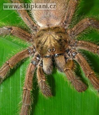 Avicularia-laeta