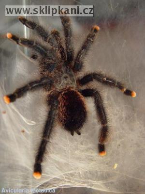 Avicularia_metallica