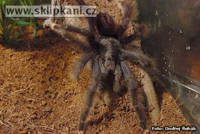 Avicularia_metallica