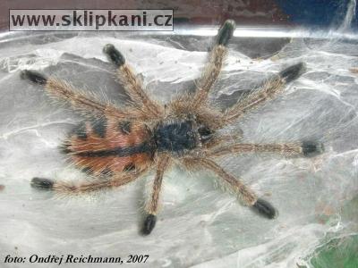 Avicularia_metallica