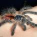 Avicularia metallica