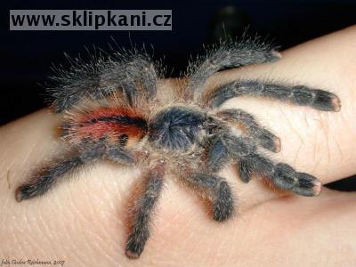 Avicularia_metallica