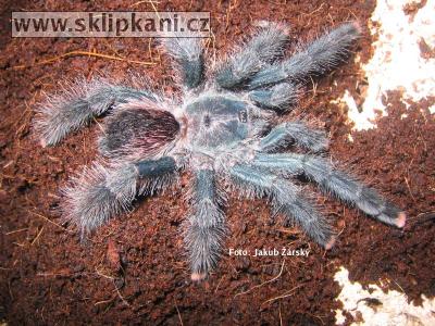 Avicularia_metallica