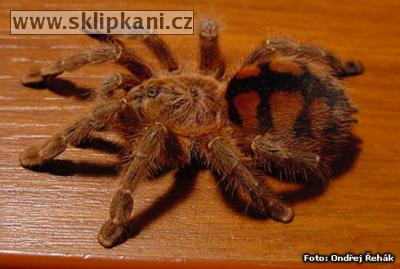 Avicularia_minatrix