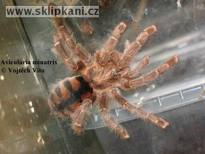 Avicularia-minatrix