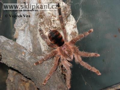 Avicularia-minatrix