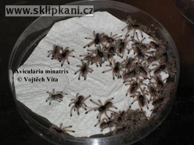 Avicularia-minatrix