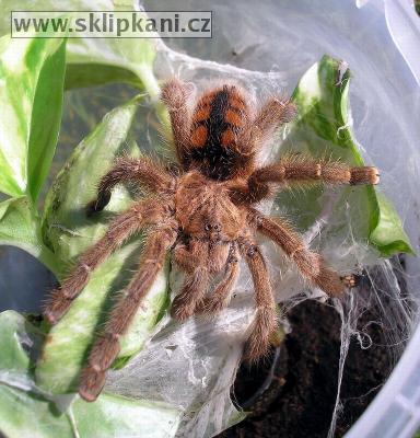 Avicularia-minatrix