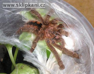 Avicularia_minatrix