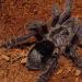 Avicularia purpurea