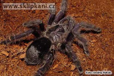 Avicularia_purpurea