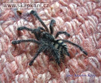 Avicularia_purpurea