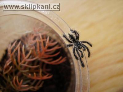 Avicularia-purpurea