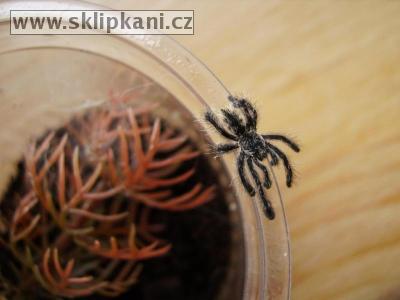 Avicularia-purpurea