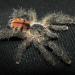 Avicularia sp.