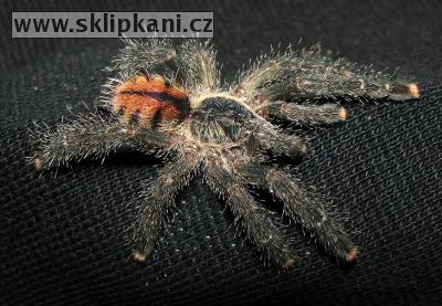 Avicularia_sp.