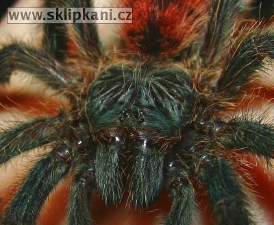 Avicularia-sp.