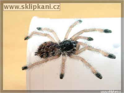 Avicularia_sp.