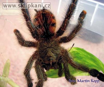 Avicularia_urticans