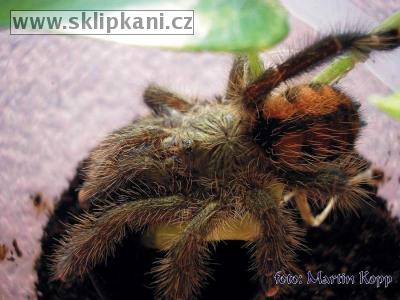 Avicularia_urticans